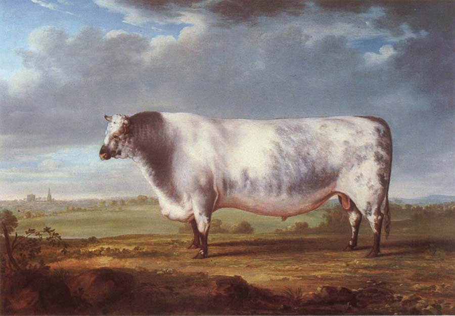 A Prize Bull